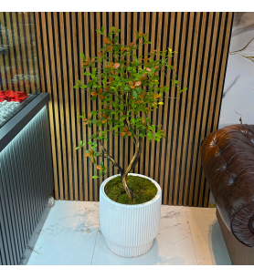 Yapay Ficus Ağacı